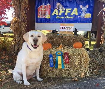 Barn Hunt Gracie