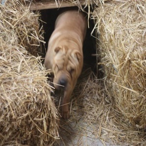 Barn Hunt Sharpei