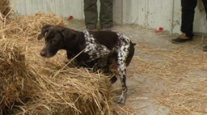 Barn Hunt